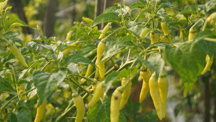 Green chili on the tree in garden Organic homegrown ready to be picked soon