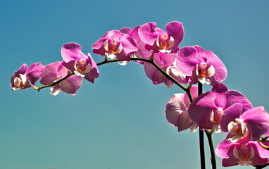 pink orchid against blue sky