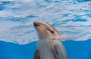 Cheerful Dolphin behind the glass of the aquarium. Dolphinarium. Manual dolphin in the water.