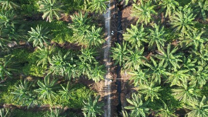 The Palm Oil Estates at Sarawak, the Borneo Island, Malaysia