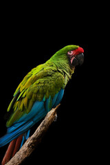 Close up view Parrot on a black background. Green blue red parrot. Wild animal isolated on a black background