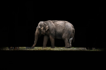 Full view of an elephant eating grass isolated on a black background.