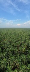 The Palm Oil Estates at Sarawak, the Borneo Island, Malaysia