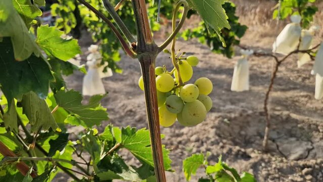 Racimo de uva blanca peque&ntilde;o en una vid o parra de primer a&ntilde;o de producci&oacute;n.