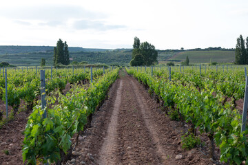 Vineyards in spring before harvest in the Rioja area, Spain.