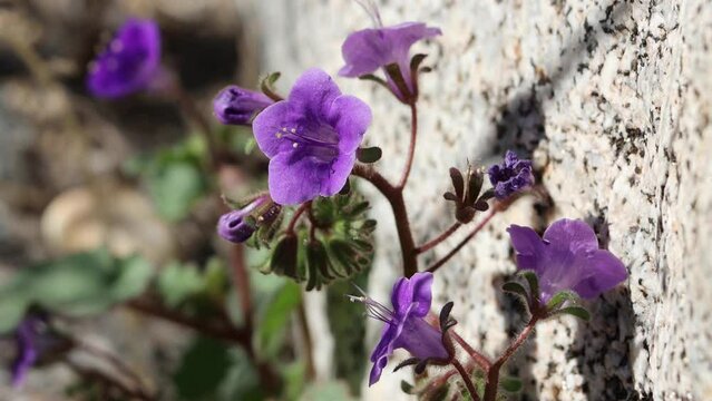 Purple flowering terminal determinate scorpioid cyme inflorescence of Phacelia Minor, Boraginaceae, native annual monoclinous herb in the Anza Borrego Desert, Springtime.