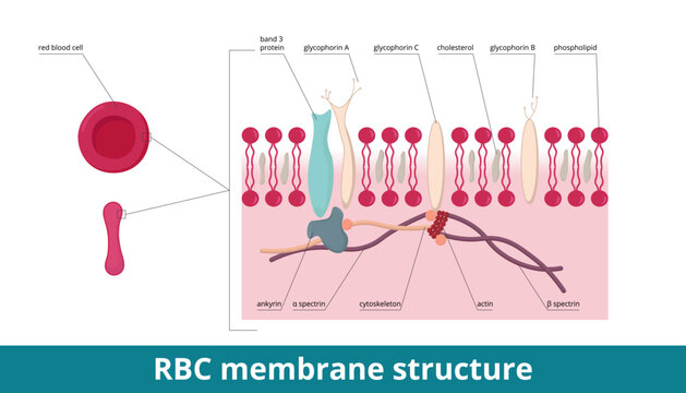 Red blood cell membrane.	Membrane skeleton: ankyrin and spectrin as two main proteins, cytoskeleton, band 3 protein, and glycophorins (A, B, and C). Erythrocyte membrane cell structure. 