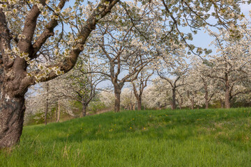 Blühende Kirschbäume (Prunus avium), Pfalz