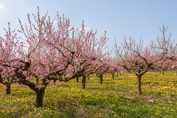 Blühende Pfirsichbäume (Prunus persica), Südpfalz