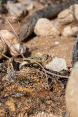 Eastern collared lizard, Crotaphytus collaris, basking in the sun on a rock in the Sonoran Desert. A colorful large lizard with yellow, red and green markings. Pima County, Oro Valley, Arizona, USA.