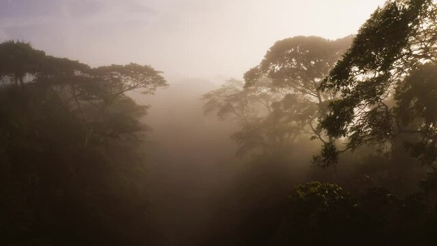 Aerial Drone View of Costa Rica Rainforest Canopy and Trees in Mist, Beautiful Misty Tropical Jungle Treetops Scenery and Nature, Boca Tapada, Central America Giving Hope for Climate Change