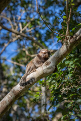Marmoset monkey in Brazilian forrest