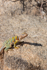 Eastern collared lizard, Crotaphytus collaris, basking in the sun on a rock in the Sonoran Desert. A colorful large lizard with yellow, red and green markings. Pima County, Oro Valley, Arizona, USA.