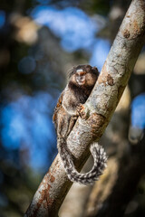 Marmoset monkey in Brazilian forrest