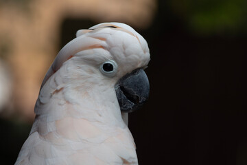 Portrait of a parrot, Cockatoo of Australia 
