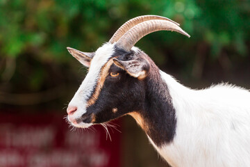 Profile of a Goat 