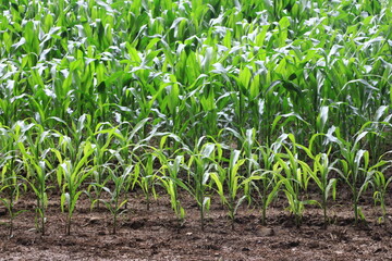 Agricultural crop of Corn