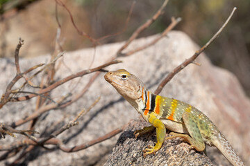 Eastern collared lizard, Crotaphytus collaris, basking in the sun on a rock in the Sonoran Desert. A colorful large lizard with yellow, red and green markings. Pima County, Oro Valley, Arizona, USA.