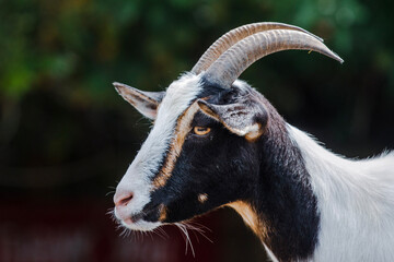 Portrait of a Goat , Profile of a Goat 