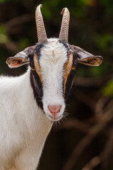Portrait of a Goat at a Petting Zoo