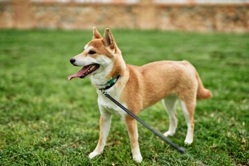 Beautiful Shiba inu dog confident and happy at park
