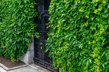 Mystery garden, black metal grate door in a cement wall covered in green vines, as a nature background
