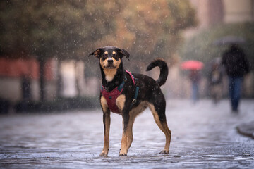 Pies stoi na ulicy w deszczowy dzień 