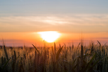 Sunset in the middle of summer in the field full of wheat