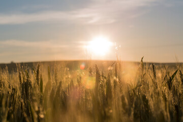 Sunset in the middle of summer in the field full of wheat