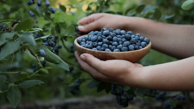 Female hand picks blueberries against the sunset. Fresh and ripe organic blueberries grow in a garden on a summer day. Blueberry crop before harvest. Close up 4k