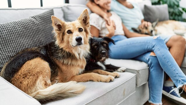 Man and woman couple smiling confident and hugging each other sitting on sofa with dogs at home