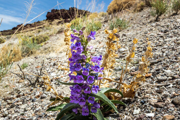 Royal Penstemon on a hill side.