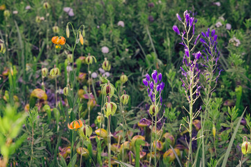 California Wild Flowers