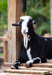 Goat at a petting zoo 