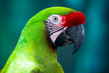 Close up portrait of a green Macaw parrot 