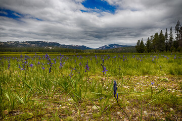 A mountain meadow