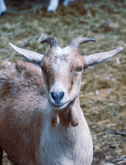 portrait of a goat