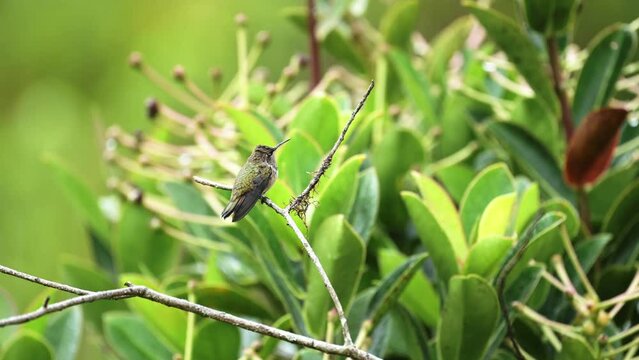 Animals in the Rain, Raining on a Wet Volcano Hummingbird in Costa Rica (selasphorus flammula), Tropical Rainforest Wildlife, Amazing Beautiful Nature, Costa Rica, Central America