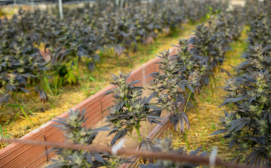 Fototapeta na wymiar Rows of marijuanna shrubs growing on garden beds in hothouse.
