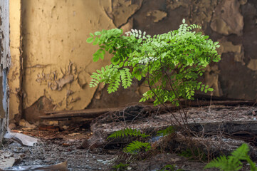 An abandoned old factory made of red bricks - a spinning mill in Poland