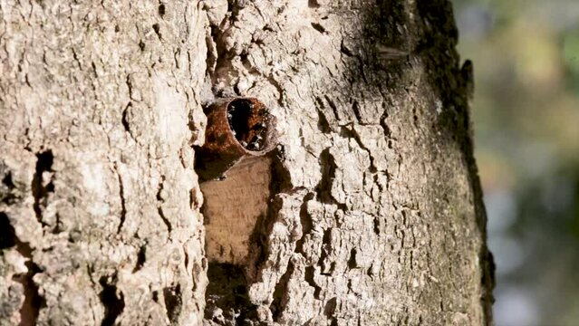 Native stingless bees in the hive on the tree trunk in the Brazilian rainforest.  Jatai Wild bees