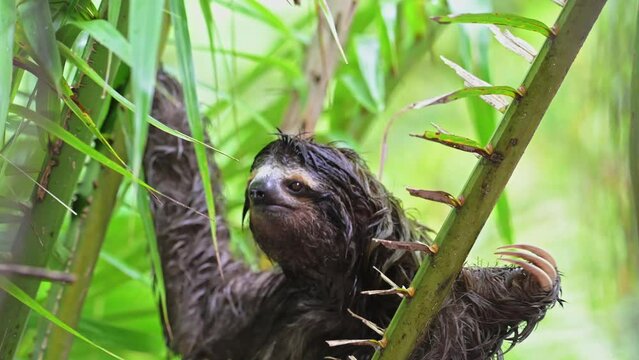 Sloth in Rainforest, Costa Rica Wildlife, Climbing a Tree, Brown Throated Three Toed Sloth (bradypus variegatus) Moving Slowly in Tree in Tortuguero National Park, Central America