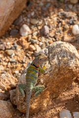 Naklejka na ściany i meble Eastern collared lizard, Crotaphytus collaris, basking in the sun on a rock in the Sonoran Desert. A colorful large lizard with yellow, red and green markings. Pima County, Oro Valley, Arizona, USA.