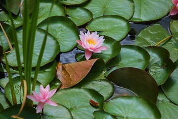 the lotus is a very beautiful flower that grows like a pink water lily in a pond and has a perfect bud shape
  - obrazy, fototapety, plakaty