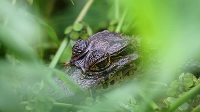 Spectacled Caiman (caiman crocodilus), Baby Animals in Costa Rica, Close Up Portrait of Rainforest Wildlife of the Eye Hiding in Grasses in a River in Tortuguero National Park, Central America Animals