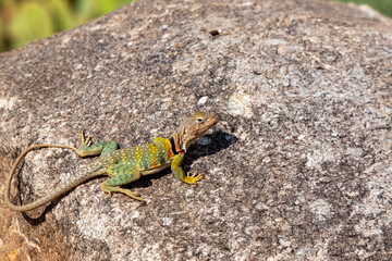 Eastern collared lizard, Crotaphytus collaris, basking in the sun on a rock in the Sonoran Desert. A colorful large lizard with yellow, red and green markings. Pima County, Oro Valley, Arizona, USA.