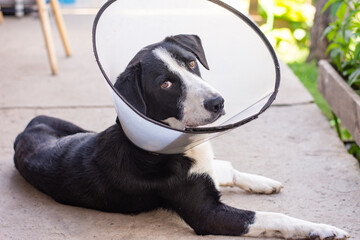 dog in a veterinary collar in the treatment of an illness