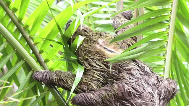Sloth in Rainforest, Costa Rica Wildlife, Climbing a Tree, Brown Throated Three Toed Sloth (bradypus variegatus) Moving Slowly in Tree in Tortuguero National Park, Central America