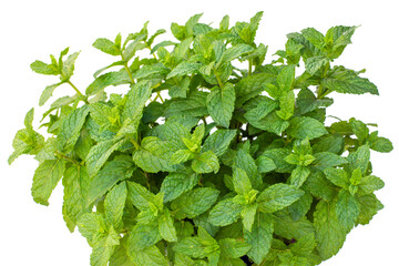 green mint leaves close-up on a white background