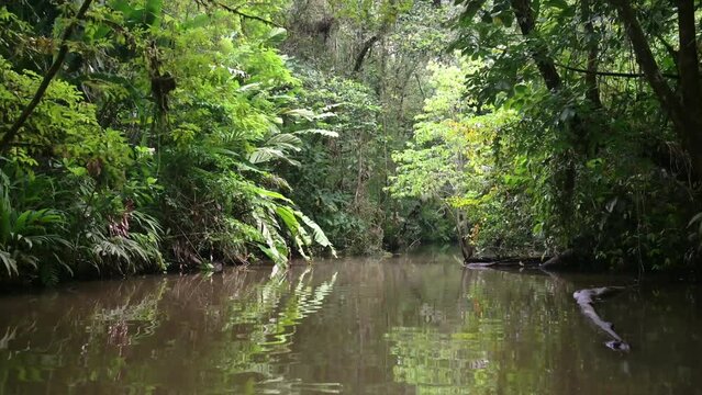 River Boat Trip Through Tropical Jungle Scenery on Costa Rica Rainforest Vacation, Amazing Nature at Tortuguero National Park on Narrow Canal with Trees, Ferns and Green Palms, Central America